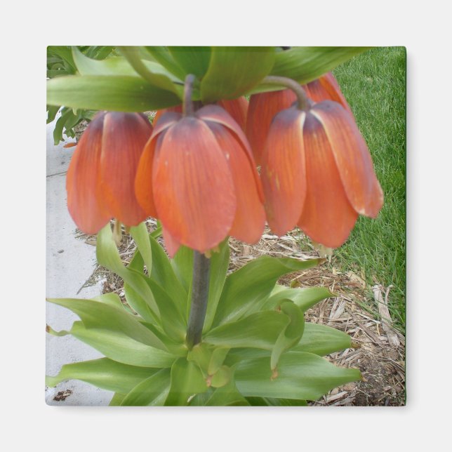 Fritillaria Imperialis Orange Flowers Magnet (Framsidan)