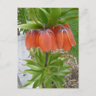 Fritillaria Imperialis Orange Flowers vykort