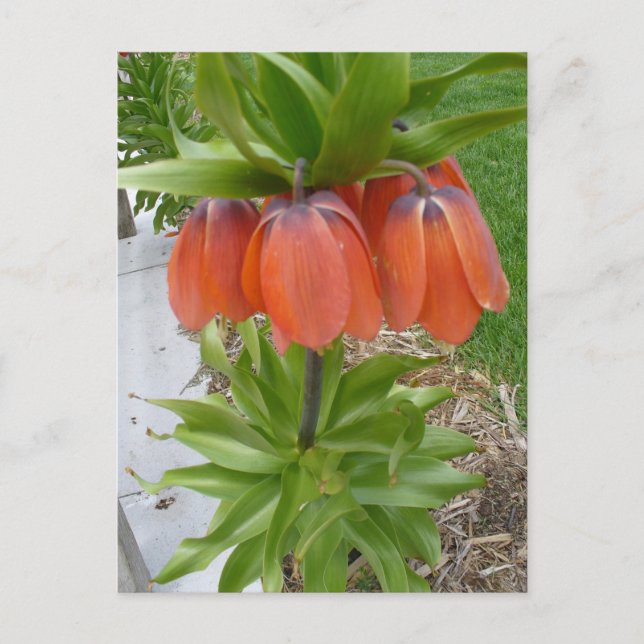 Fritillaria Imperialis Orange Flowers vykort (Framsida)