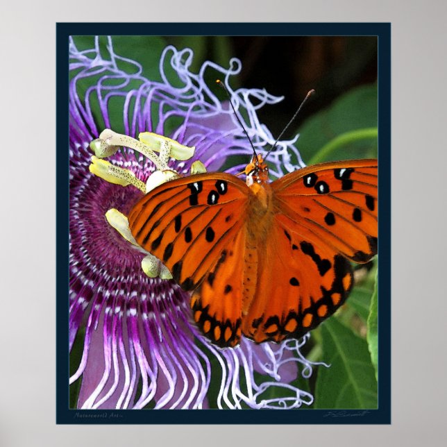Fritillary Art Print - 20 x 24 - eller mindre för  Poster (Framsidan)