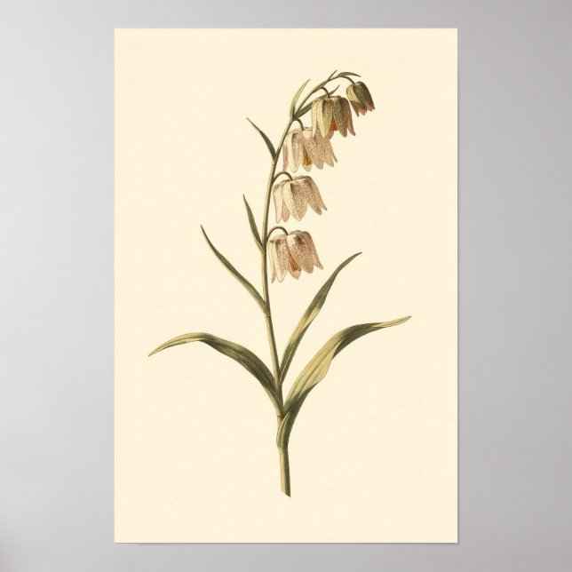 Fritillary Botanisk Studie | 12 × 18 Affisch (Framsidan)