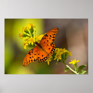 Fritillary Bukt Butterfly Prages Poster