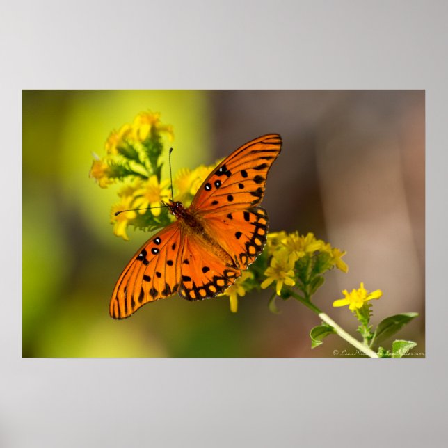 Fritillary Bukt Butterfly Prages Poster (Framsidan)