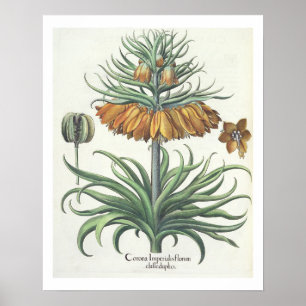 Fritillary: Duplic classe för kranImperialis Poster