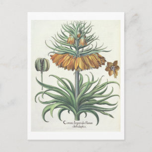 Fritillary: Duplic classe för kranImperialis Vykort