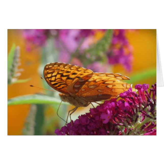 Fritillary Färg - Butterfly Hälsningskort (Framsidan Horizontal)
