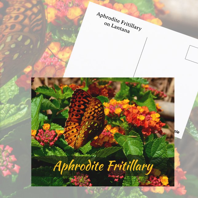 Fritillary Fjäril Lantana Blommor Fotografisk Vykort (Skapare uppladdad)