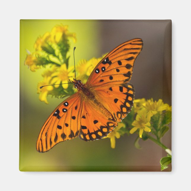 Fritillary Gulf Fjärilsgåvor och kläder Magnet (Framsidan)