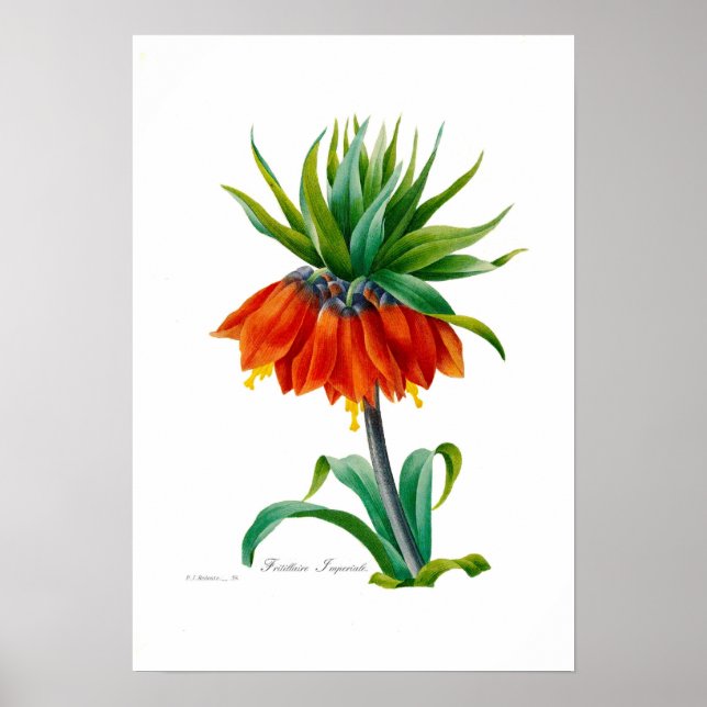 Fritillary Poster (Framsidan)