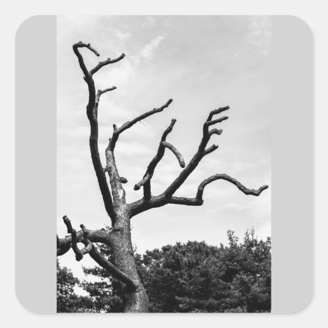 fritt träd fyrkantigt klistermärke (Framsida)