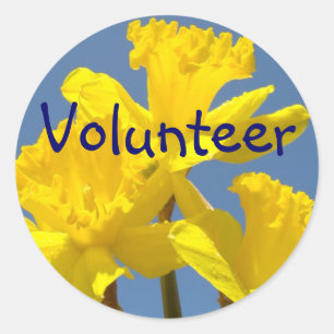 Frivilligklistermärken Gula Narcissblommor Skola Runt Klistermärke