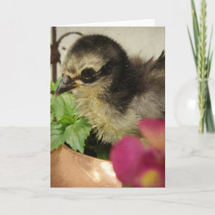 Frizzle-Chick i blommor Kort
