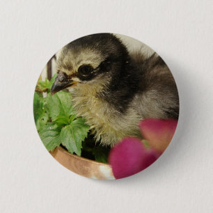 Frizzle-Chick i Flowers Knapp