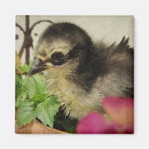 Frizzle-Chick i Flowers Magnet