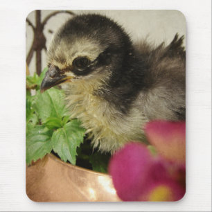 Frizzle-Chick i Flowers Musmatta