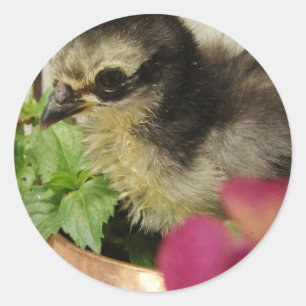 Frizzle-Chick i Flowers Runt Klistermärke
