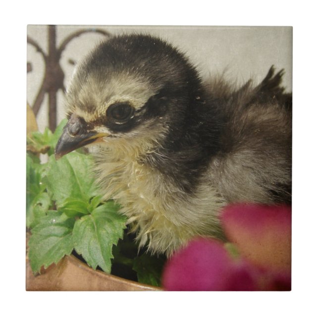 Frizzle-Chick Kakelplatta (Framsidan)