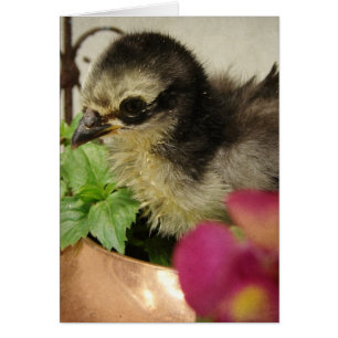 Frizzle Chick Tillfällen Blank Greeting Cards Hälsningskort