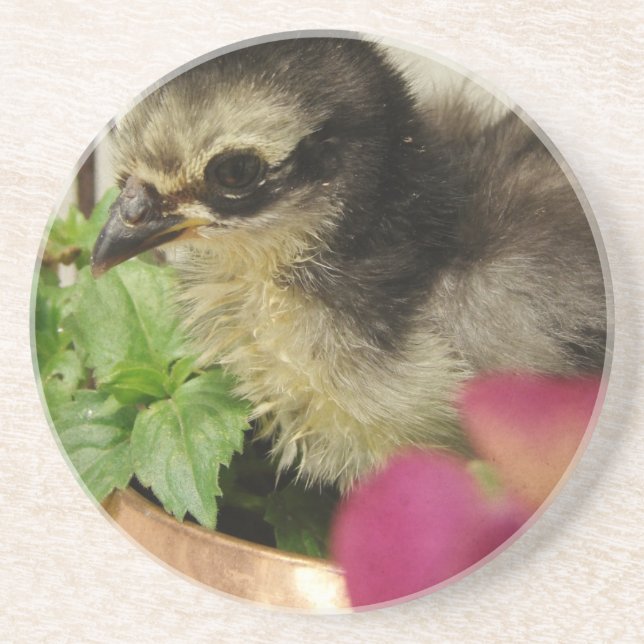 Frizzle-Chick Underlägg (Framsidan)