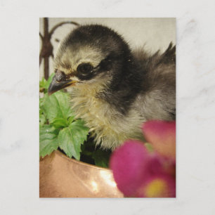 Frizzle-Chick Vykort