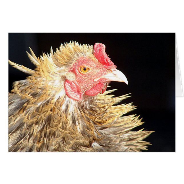 Frizzle Roo Hälsningskort (Framsidan Horizontal)