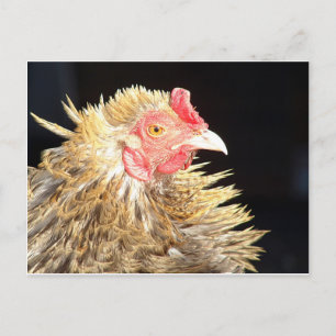 Frizzle Roo Vykort