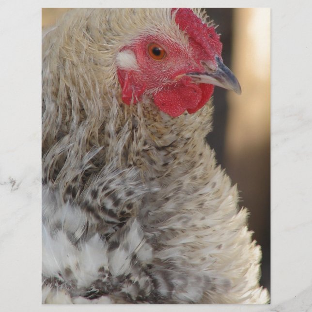 Frizzle Tupp (Framsida)