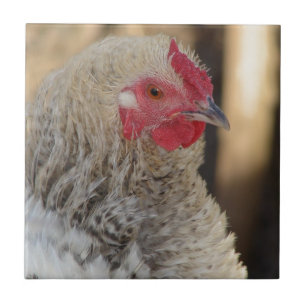 Frizzle Tupp Kakelplatta