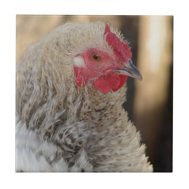 Frizzle Tupp Kakelplatta (Framsidan)