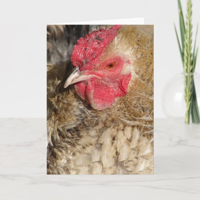 Frizzle Tupp Kort (Framsida)