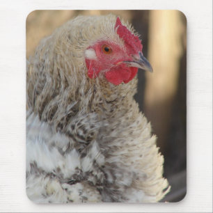 Frizzle Tupp Musmatta