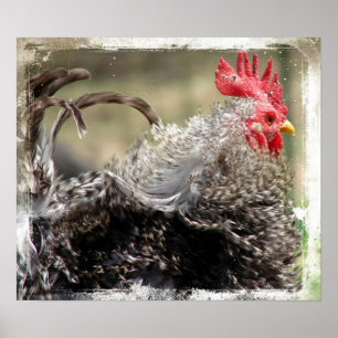 Frizzle Tupp Poster