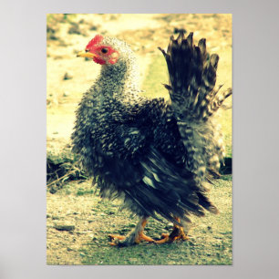 Frizzle Tupp Poster