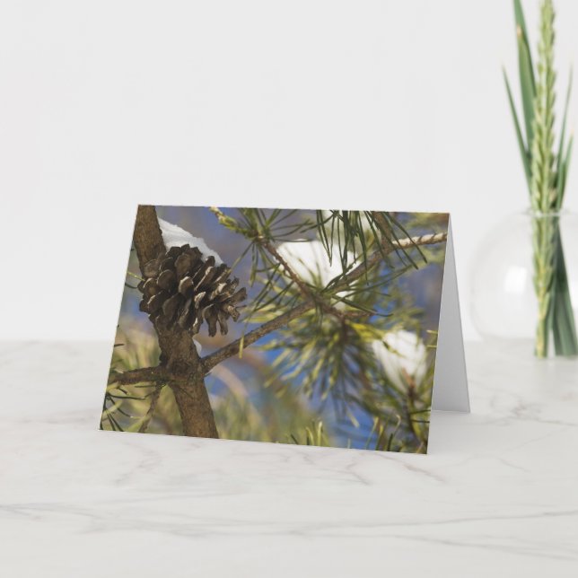 Frö av evergreen helgkort (Framsida)