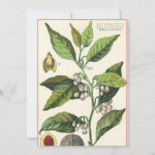 Frö för frukt för vintageNutmegväxt,