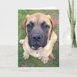 Fröcken dig gulligt engelskt Mastiffhundfoto Kort