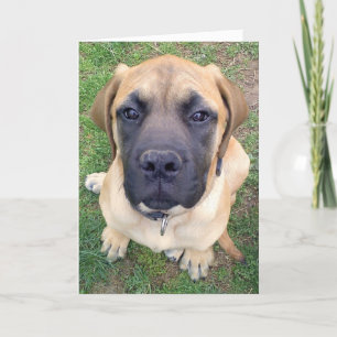 Fröcken dig gulligt engelskt Mastiffhundfoto Kort