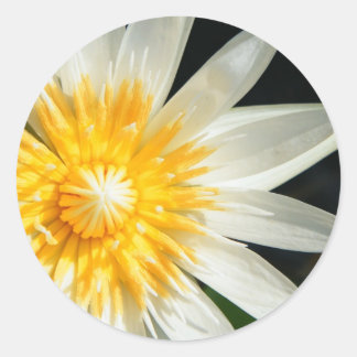 Fröcken solsken runt klistermärke