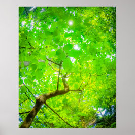 Frodig Baldakin i Karuizawa Poster