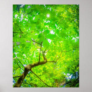 Frodig Baldakin i Karuizawa Poster