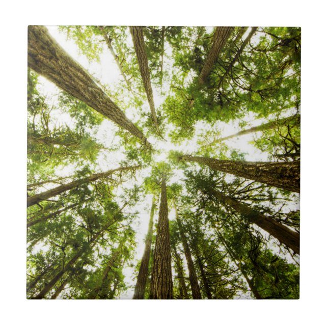 Frodig grön regnskog kakelplatta (Framsidan)