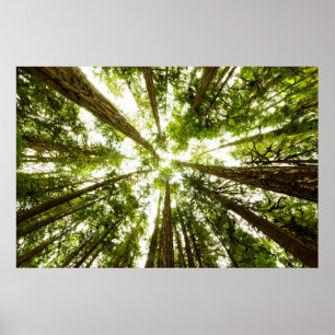 Frodig grön regnskog poster