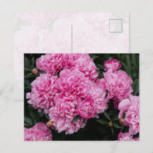 Frodig Rosa Pionträdgård Blommig Fin Konst