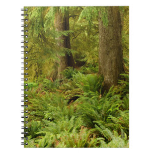 Frodig skog och ormbunkar Ecola State Park, Oreg Anteckningsbok
