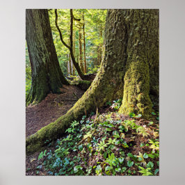 Frodig Ständigt Grön Skog Fotografisk Natur Poster