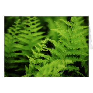 Frodiga gröna Ferns Hälsningskort