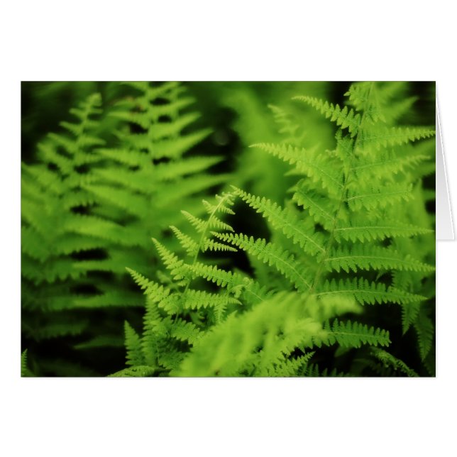 Frodiga gröna Ferns Hälsningskort (Framsidan Horizontal)