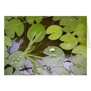 Frodiga Lilypads Hälsningskort