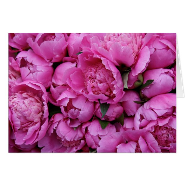 Frodiga rosa pionblommor hälsningskort (Framsidan Horizontal)
