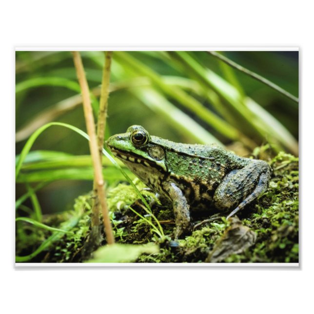 Frog 01 fototryck (Framsidan)